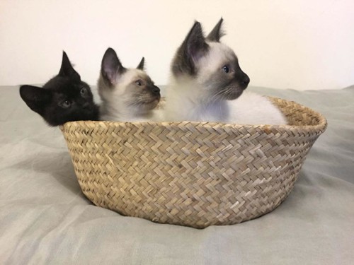 34604322_1232462020223718_2569184380597567488_n.jp