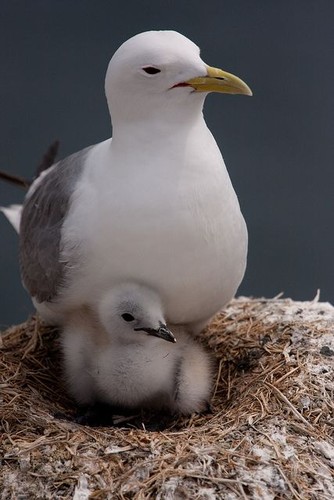 04caec3a6bbd3c307a9f8a3018b6356c mama gaivota e fi