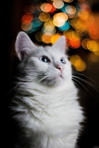 16703_750291328360167_9162777511355735164_n.jpg 16703_750291328360167_9162777511355735164_n.jpg