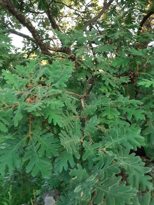 Carvalho negral. Foto original. 2021.05.12.jpg