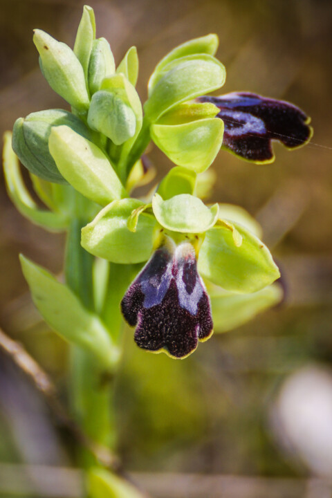 montachique marco 6.jpg