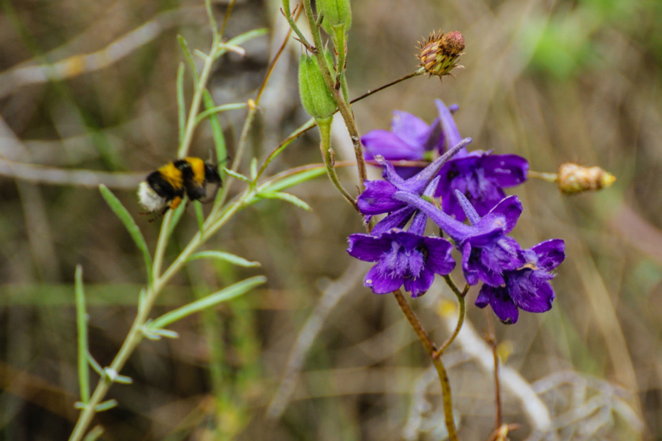 delphinium pentagynum 17.jpg