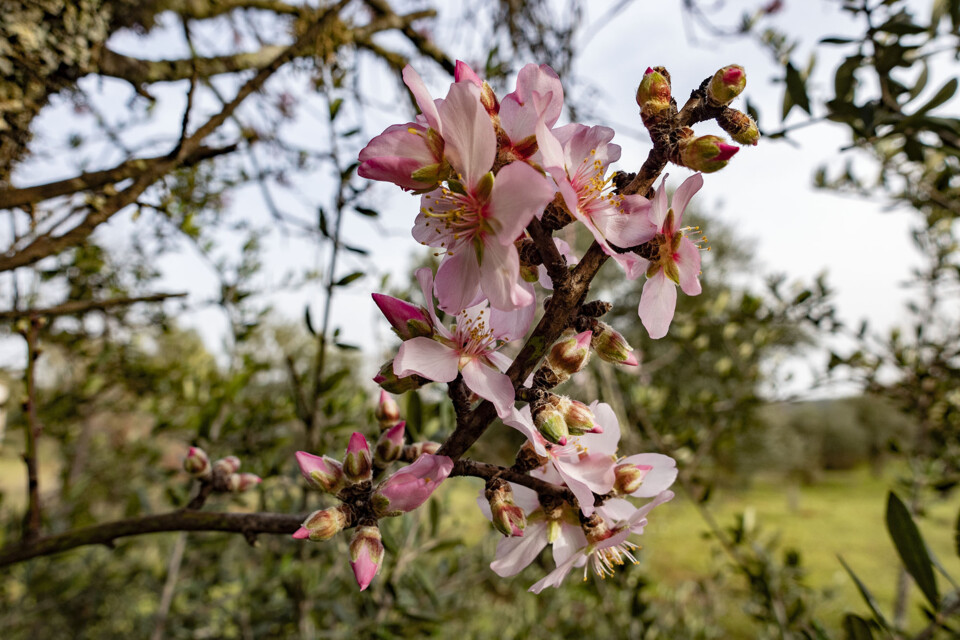 Flor de Amendoeira algarve.jpg