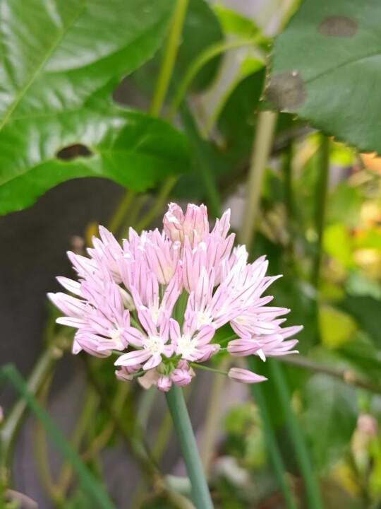 Não me canso disto_flores3.jpg