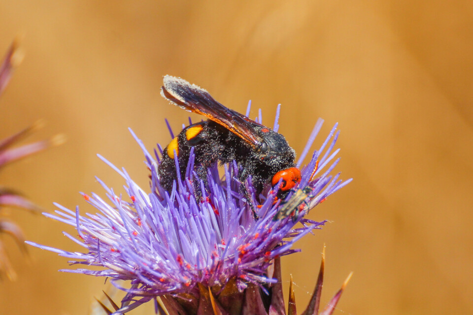 megascolia maculata 1.jpg