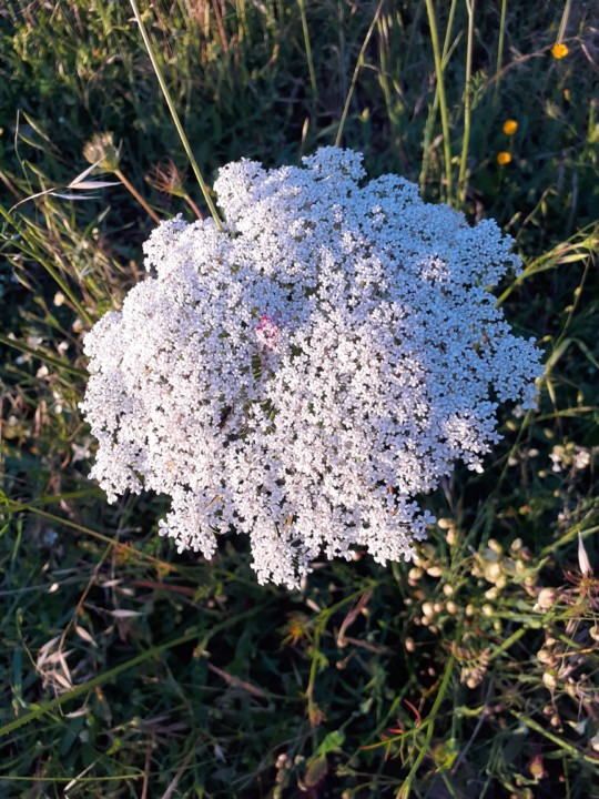 Planta silvestre. Foto original. 2021. 05. jpg