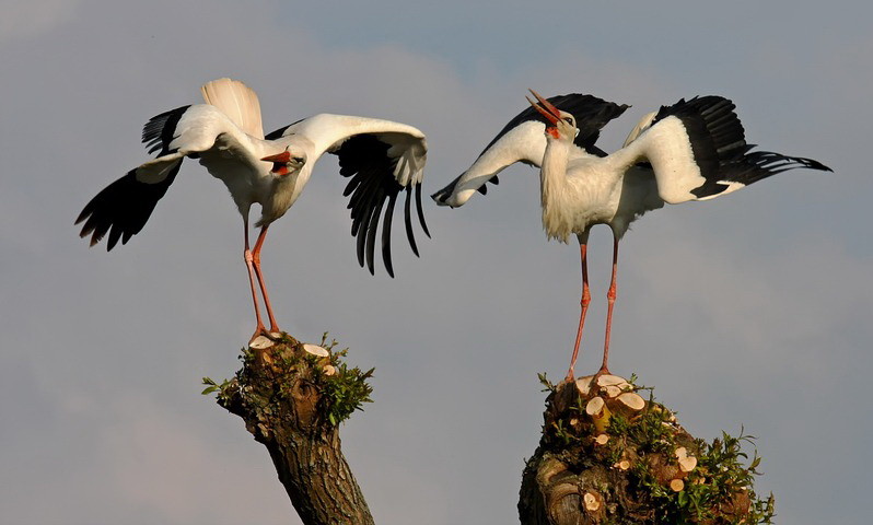 cegonhas.jpg cegonhas.jpg