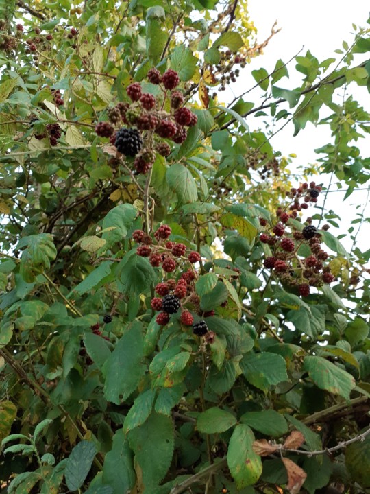 Amoras. Foto original. 2021.07.21.jpg