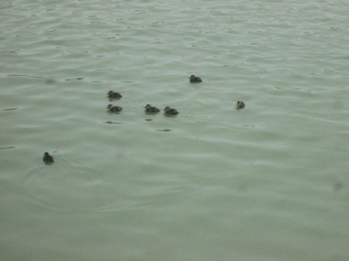 33066066_1652203544894944_9100413080289935360_n.jp 33066066_1652203544894944_9100413080289935360_n.jp