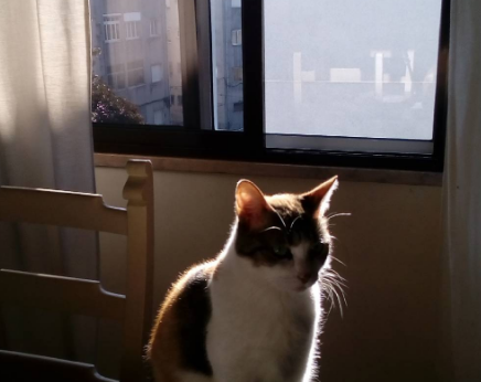 Sem Título.png Sem Título.png