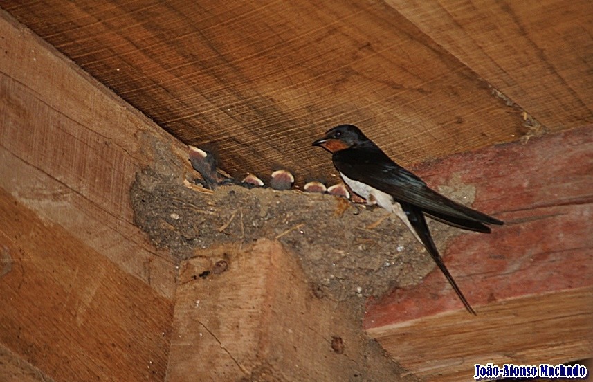 ANDORINHA DAS CHAMINÉS.JPG