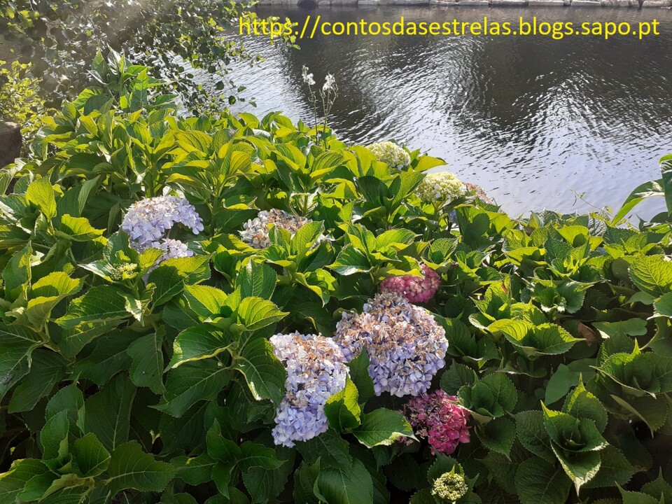 flores pequena.jpg