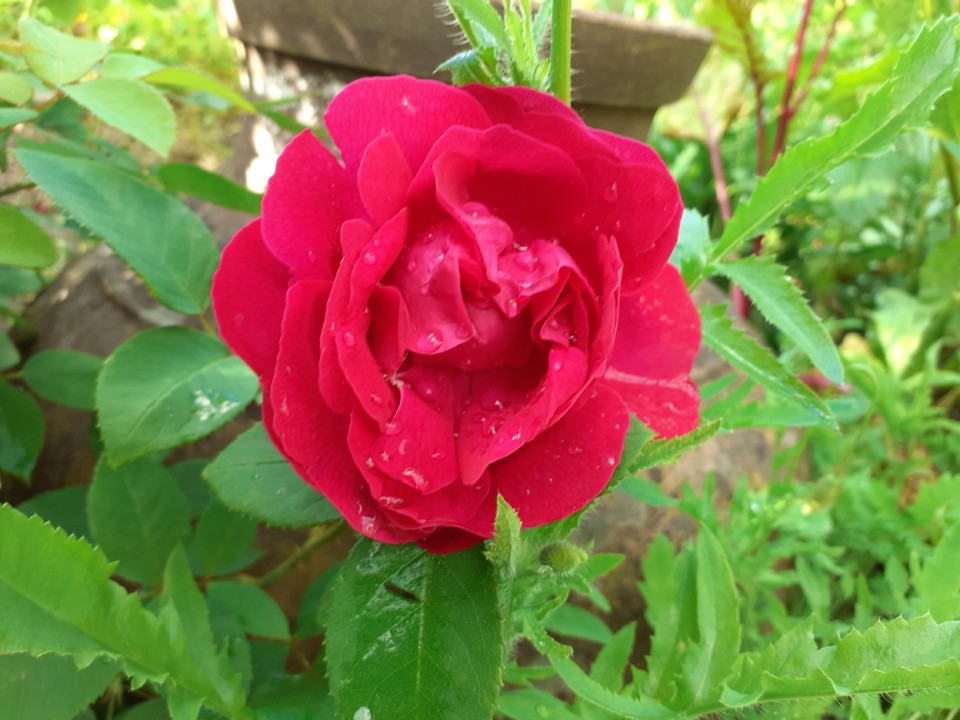 Rosa para França. Foto original. 2021. 05. .jpg