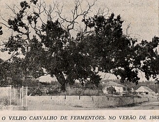 1983 Carvalho fermentoes.jpg