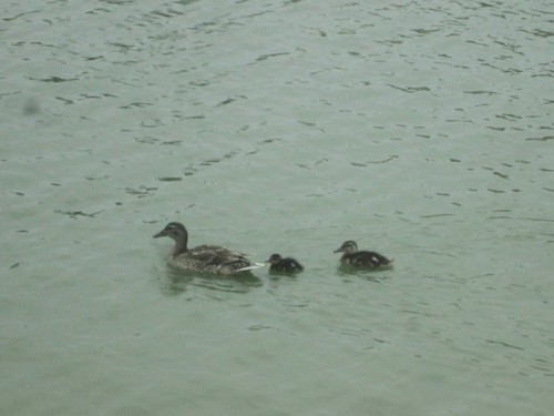 33046822_1652202631561702_7709425455475982336_n.jp 33046822_1652202631561702_7709425455475982336_n.jp