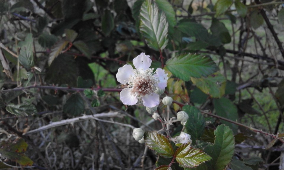 Foto Original. Silva. 2020.10.jpg