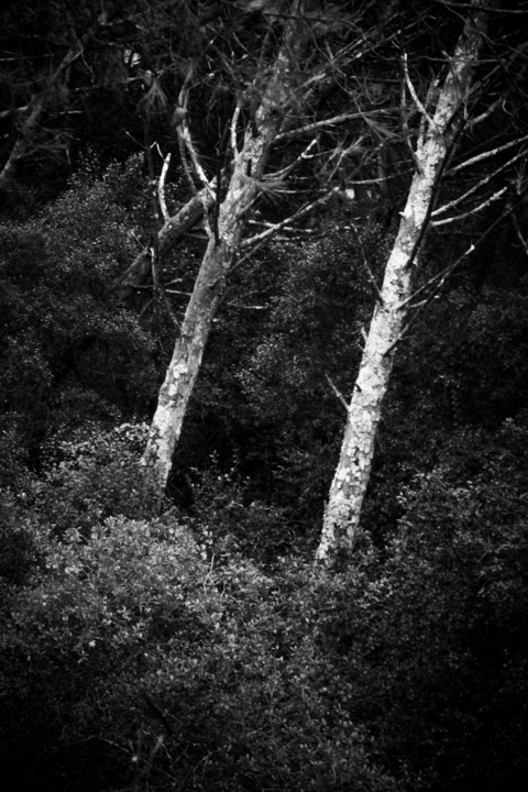 arvore 2.jpg arvore 2.jpg