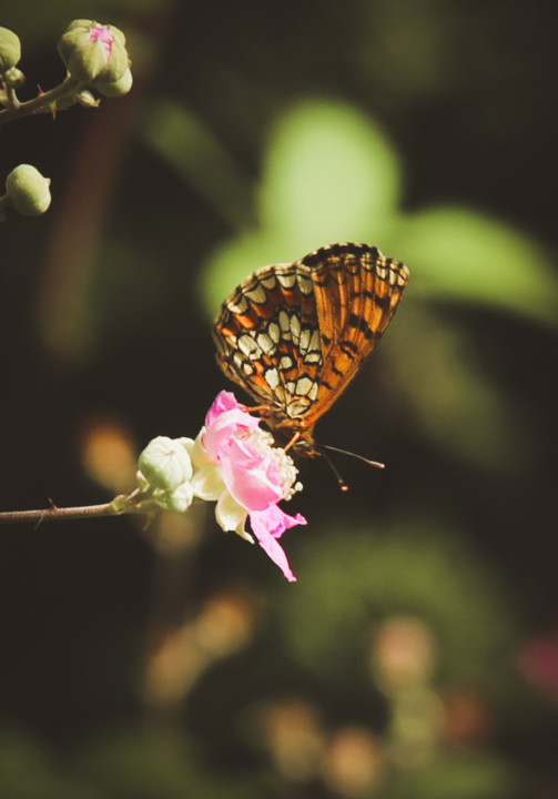 Melitaea deione-2 (2).jpg