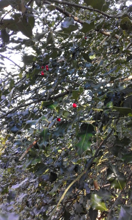 Azevinho. Foto Original. 2020. 01. jpg