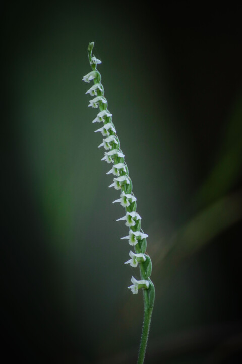 orquidea de outono 1.jpg