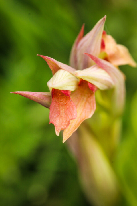 serapias parviflora 5.jpg