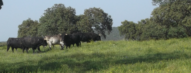 Galeana ..25.04.2018.png