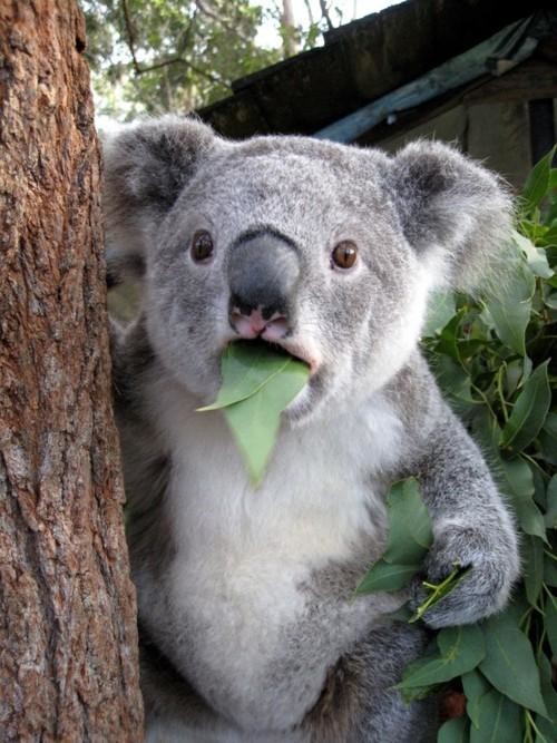 Surprised-Koala.jpg Surprised-Koala.jpg