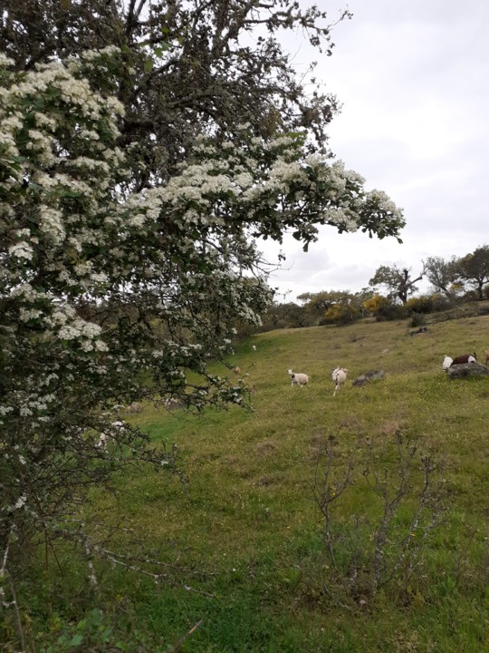 Espinheiro. Cabras. Foto original. 2021.04.02.jpg