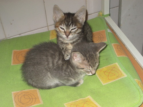 Becas e Amora 23.JPG