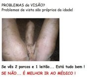 dois porcos e .jpg