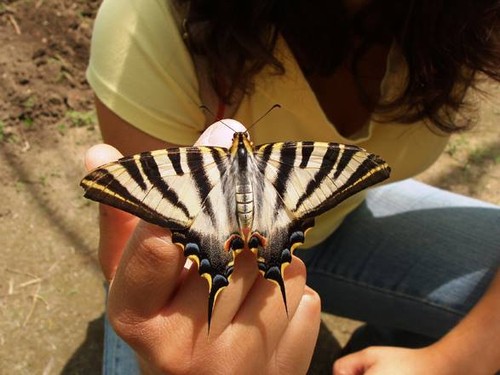 borboletario8.jpg