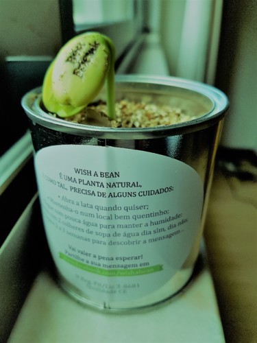 feijao magico.jpg