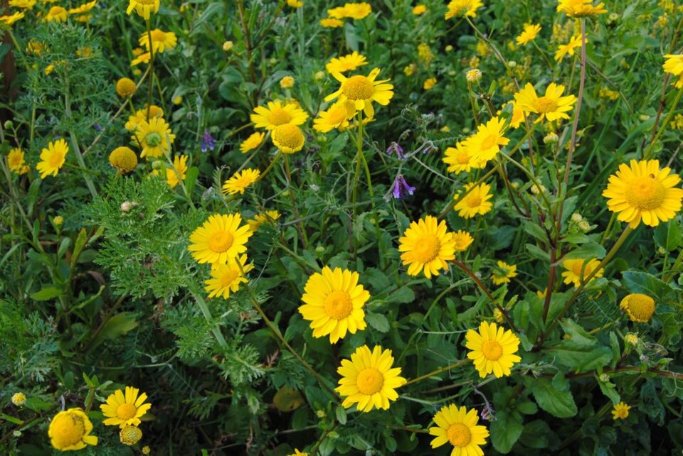 Messenger_creation_826d8a03-d5bb-4e56-a4fd-4835a99