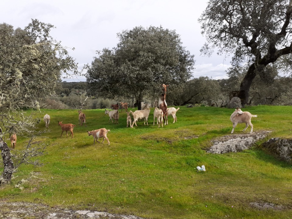 Cabrada. Foto Original. 2021.02.21.jpg