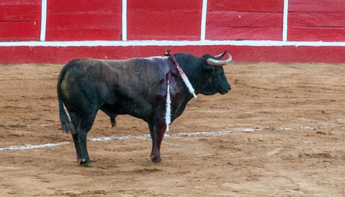Bullfight_in_Maracaibo_.jpg