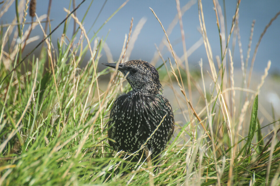 sturnus vulgaris 2.jpg