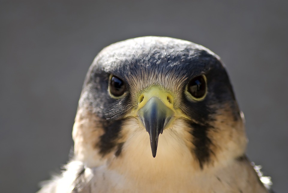 peregrine.jpg peregrine.jpg