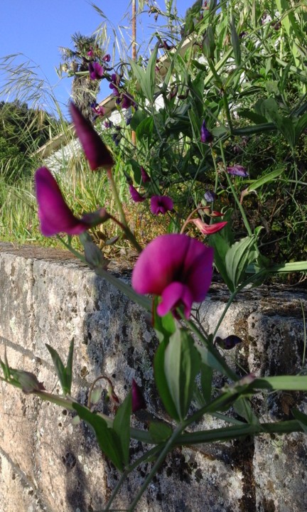 Ervilhaca. Boi DÁgua. Foto Original. 2020.jpg