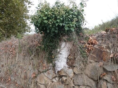 27b_Caminhada_matinal (69).JPG