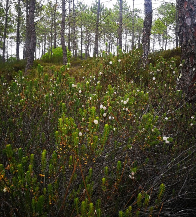 Sofia Francisco.jpg Sofia Francisco.jpg