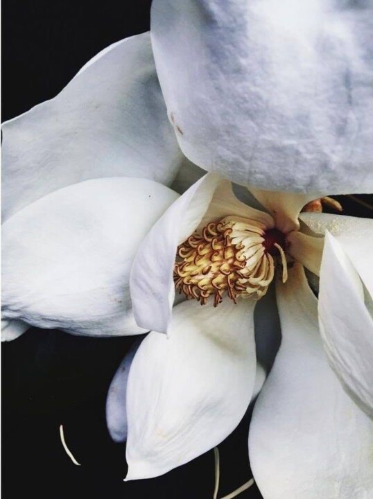 46965364_1883794598383070_8844533338409533440_n.jp