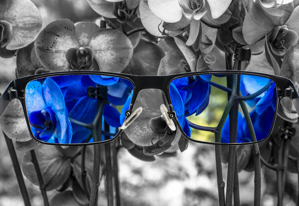 stock-photo-looking-glasses-view-blue-orchids.jpg