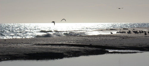 Ansel Adams - Birds on a Beach -