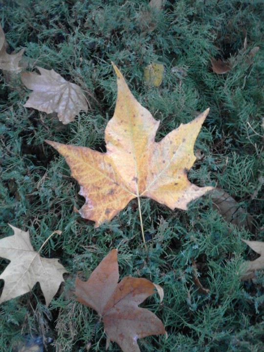 Foto original. Folha Plátano. Ex-libris da Cidade. 2018. 11. jpg