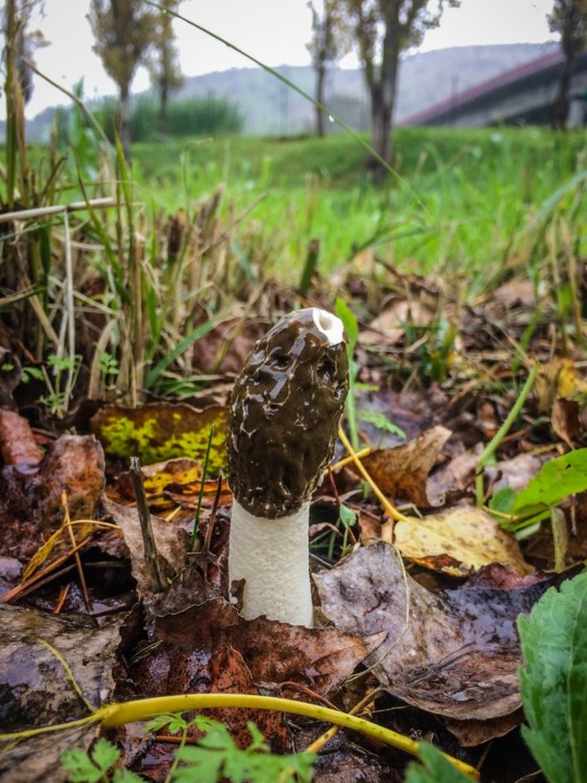 phallus impudicus 2.jpg