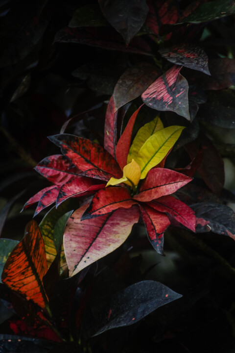 estufa fria dezembro 6.jpg