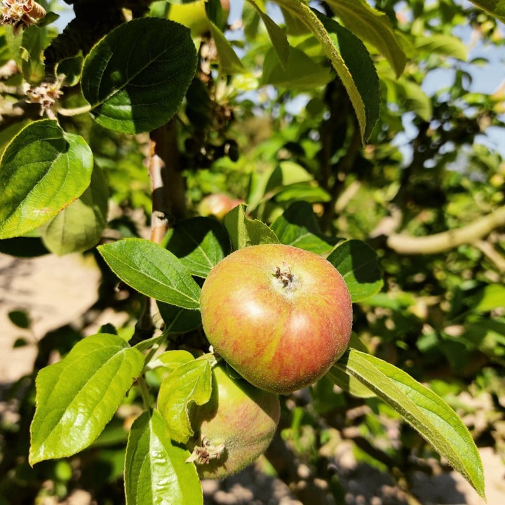 182571822_2014484358691315_1673648178745963170_n.j