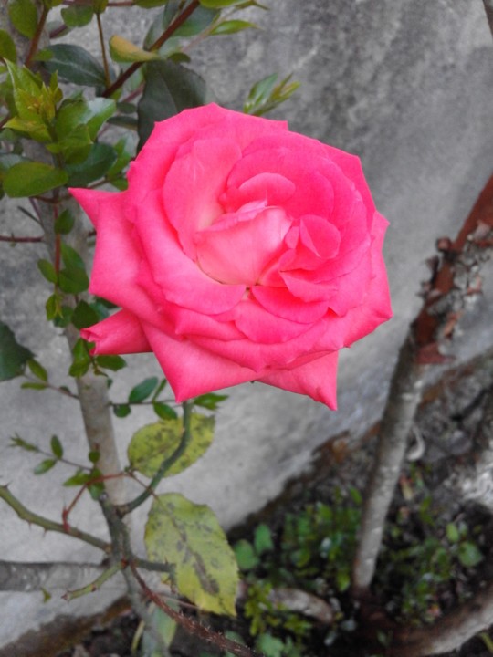 Rosa. Foto original. 2019. 05. jpg