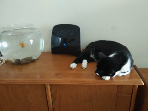 Micadormepeixes.jpg Micadormepeixes.jpg