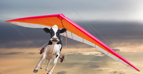 Cows-flying-cows-35890184-500-260.png